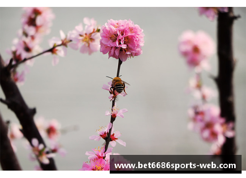 蝶恋花香，蜂采蜜意——探寻繁花似锦的多情季节